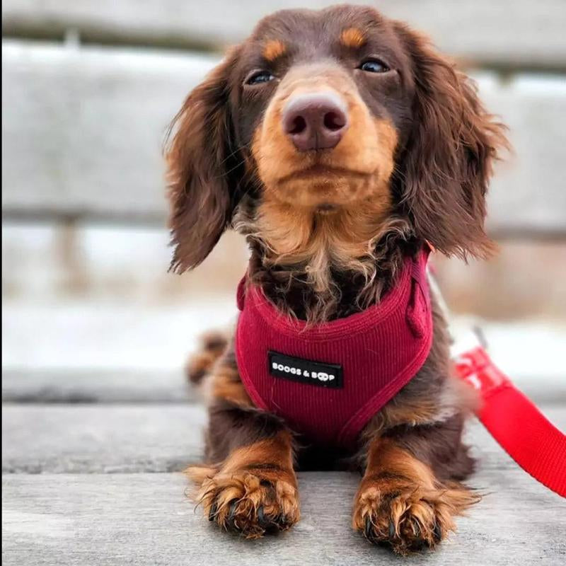 Adjustable Corduroy Dog Harness - Berry