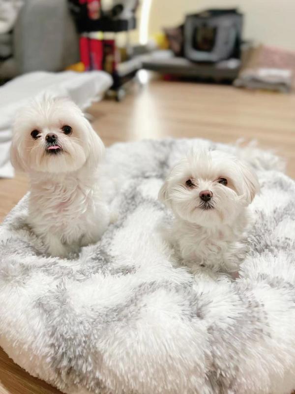 Fluffy Donut Pet Bed